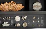 Ausgestellte Fossilien